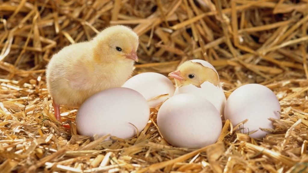 Hatched chicks Cyprus